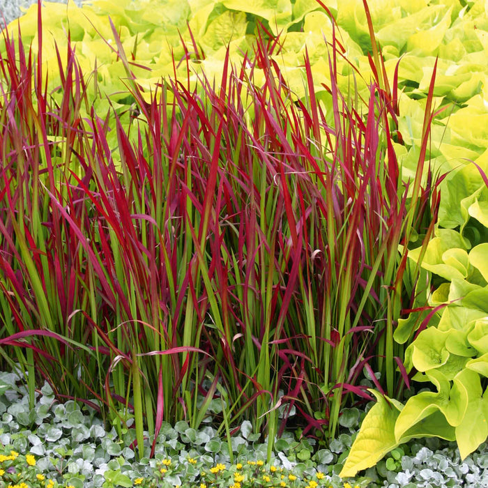 Imperata cylindrica 'Red Baron'