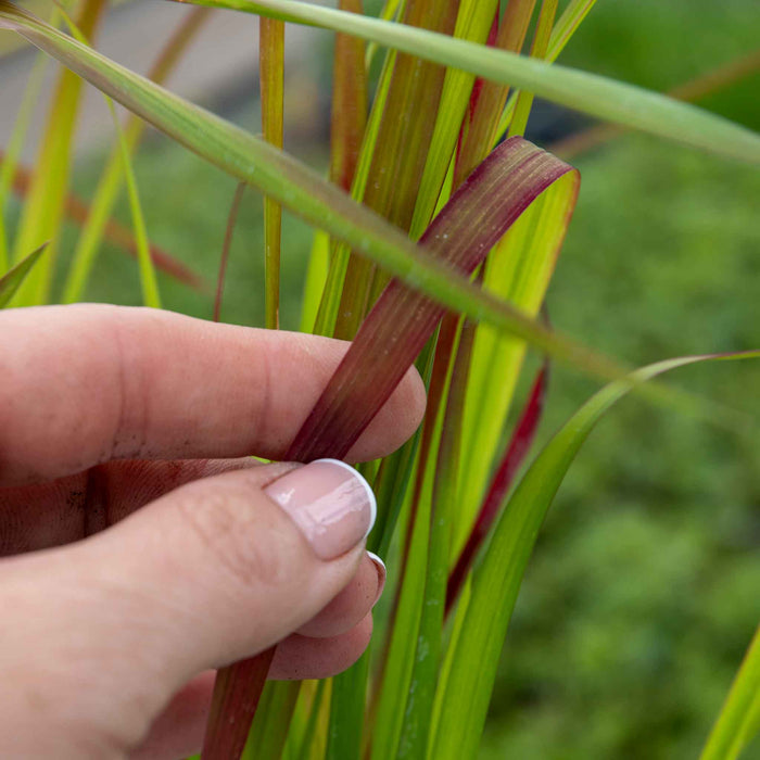Imperata cylindrica 'Red Baron'