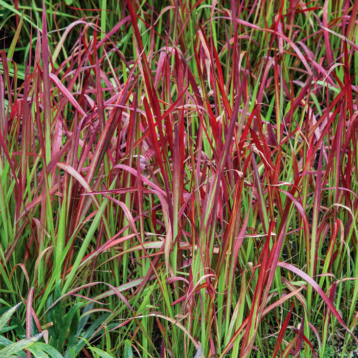 Imperata cylindrica 'Red Baron'