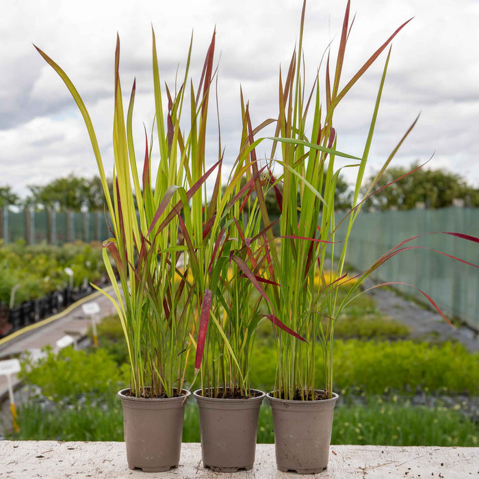 Imperata cylindrica 'Red Baron'