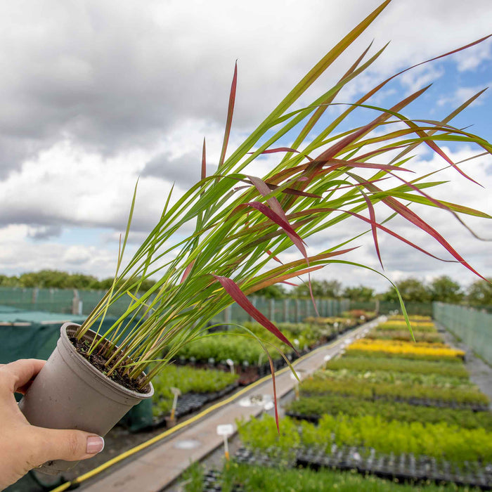 Imperata cylindrica 'Red Baron'