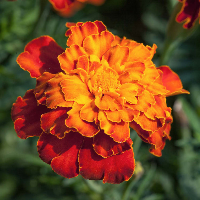 Marigold Seeds 'Firebird'