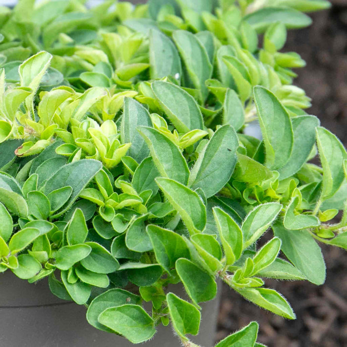 Marjoram 'Origanum Majorana'