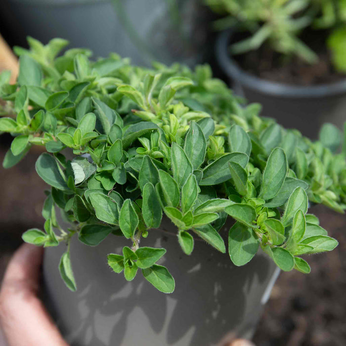 Marjoram 'Origanum Majorana'