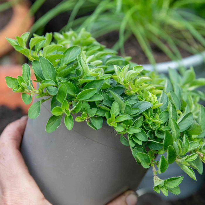 Marjoram 'Origanum Majorana'