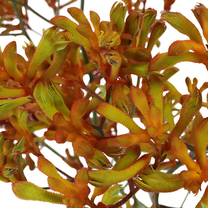 Orange Designer Kangaroo Paw Flowers