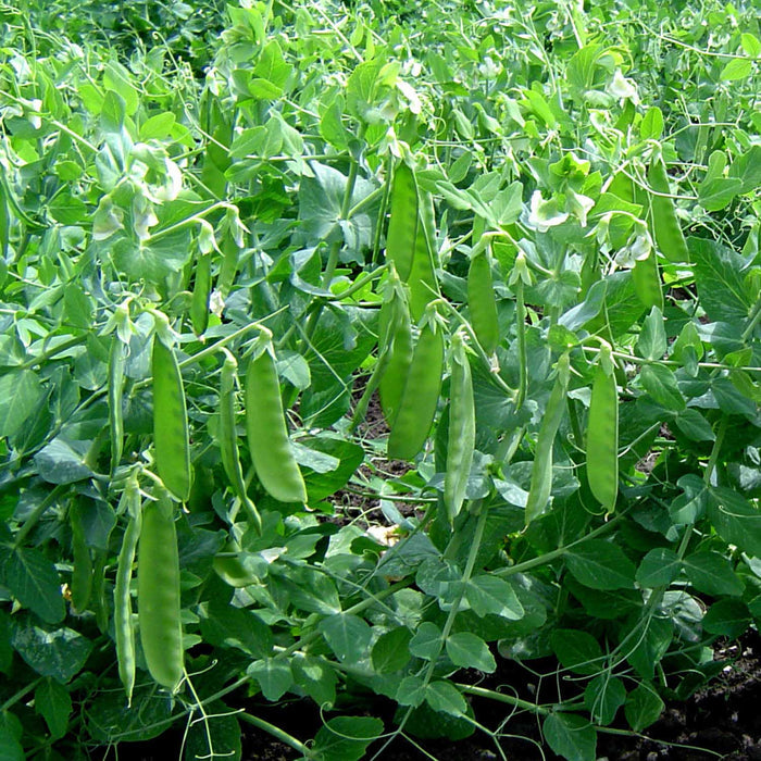 Pea Seeds Snow 'Sweet Horizon'