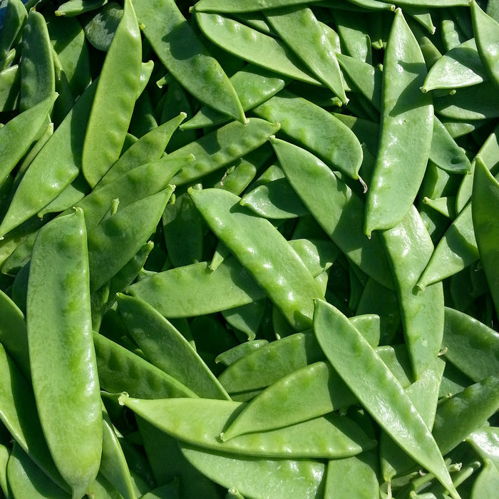 Pea Seeds Snow 'Sweet Horizon'