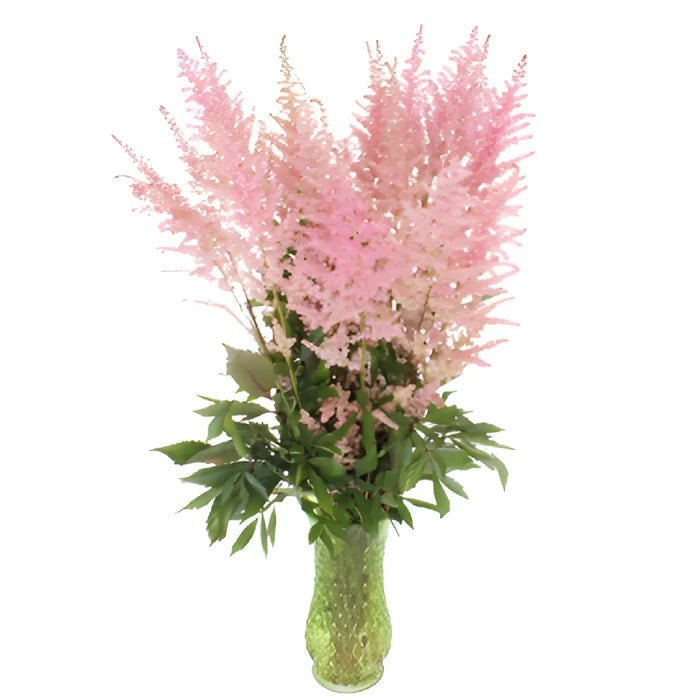 Pink Astilbe Flower November to April