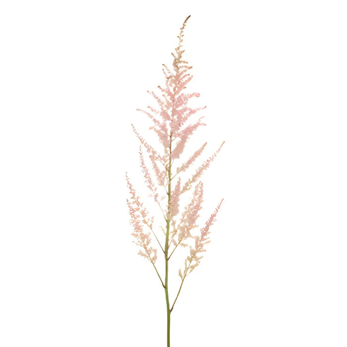 Pink Astilbe Flower November to April