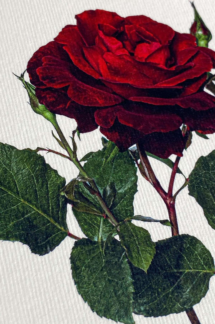 Red Rose Notecard