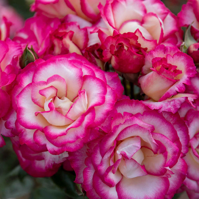 Rose ‘Handel’ (Climbing Rose)