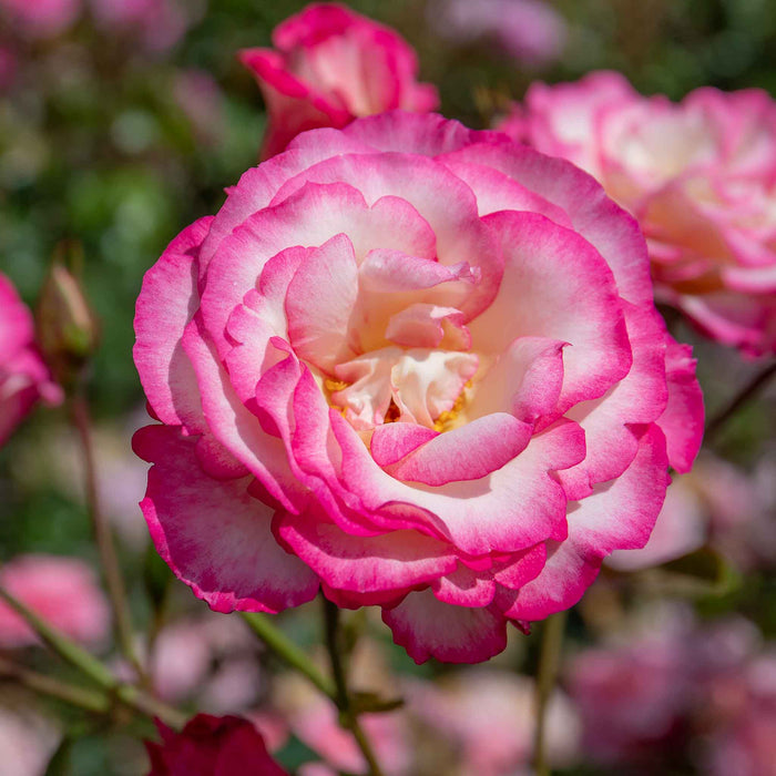 Rose ‘Handel’ (Climbing Rose)