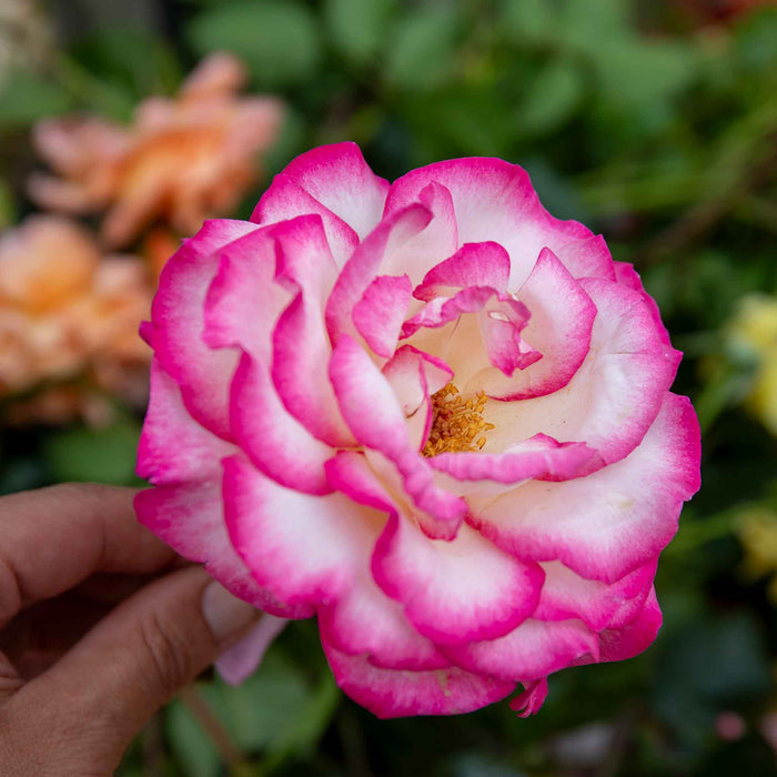 Rose ‘Handel’ (Climbing Rose)