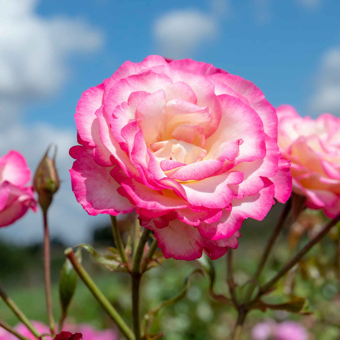 Rose ‘Handel’ (Climbing Rose)