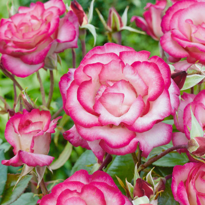 Rose ‘Handel’ (Climbing Rose)