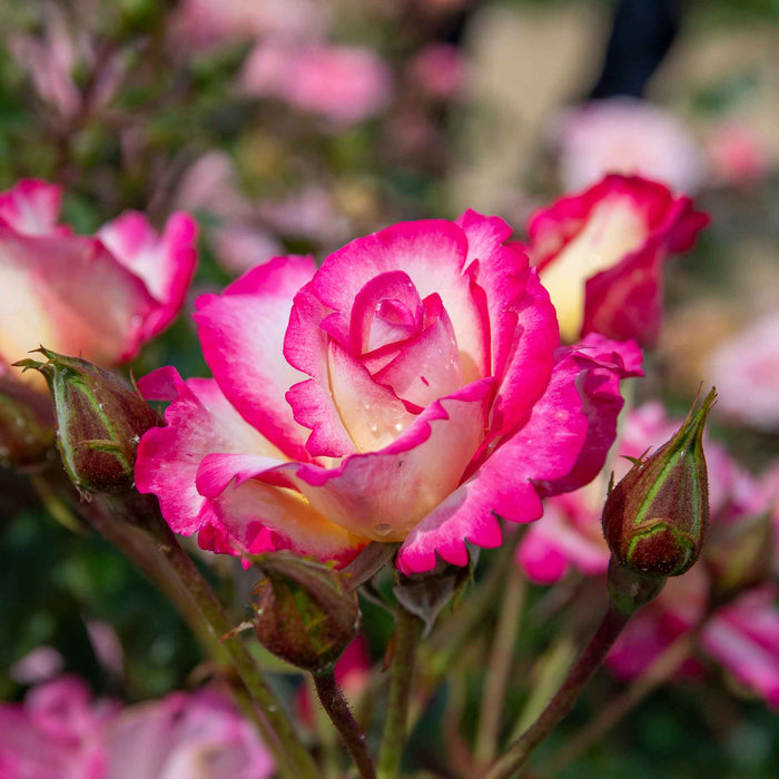 Rose ‘Handel’ (Climbing Rose)