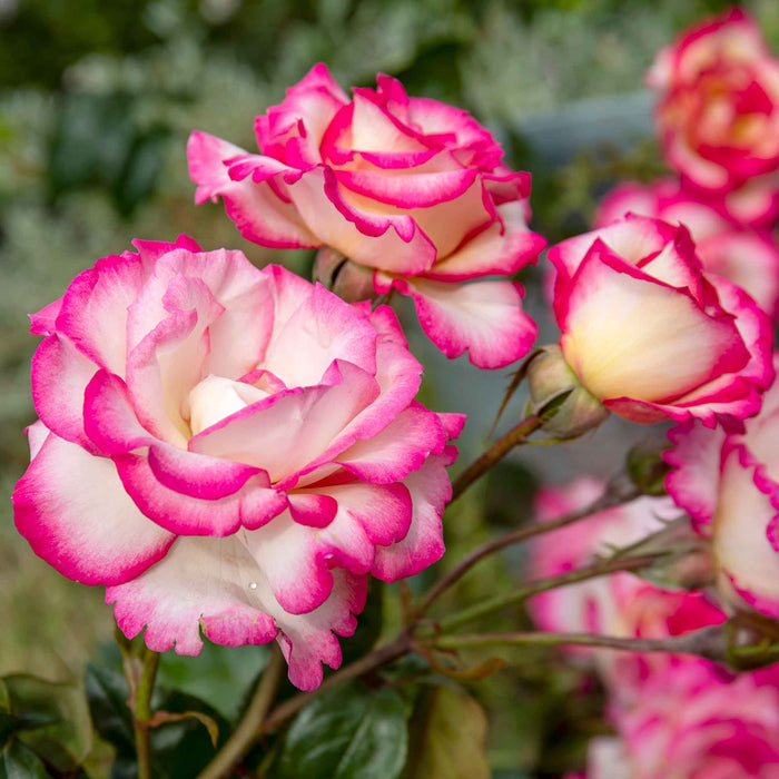 Rose ‘Handel’ (Climbing Rose)