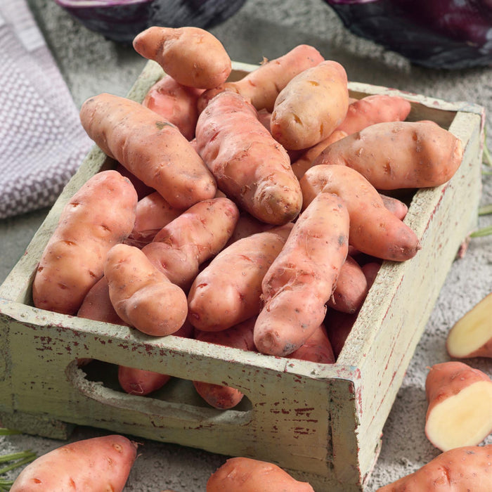 Seed Potato 'Pink Fir Apple'