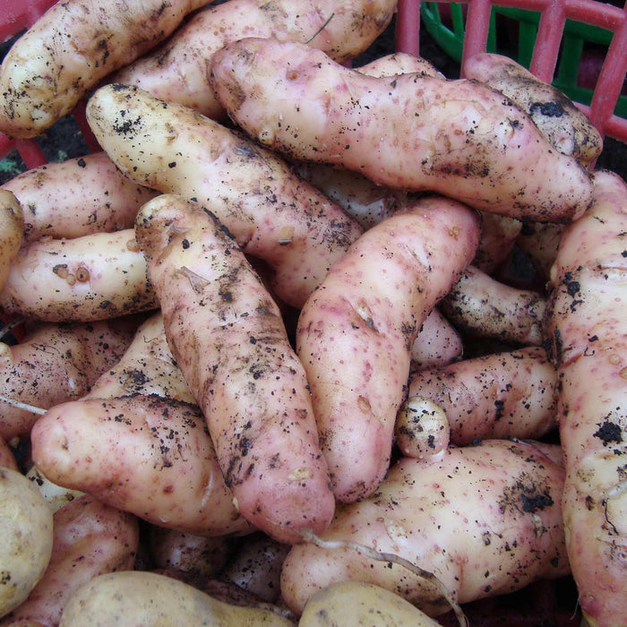 Seed Potato 'Pink Fir Apple'