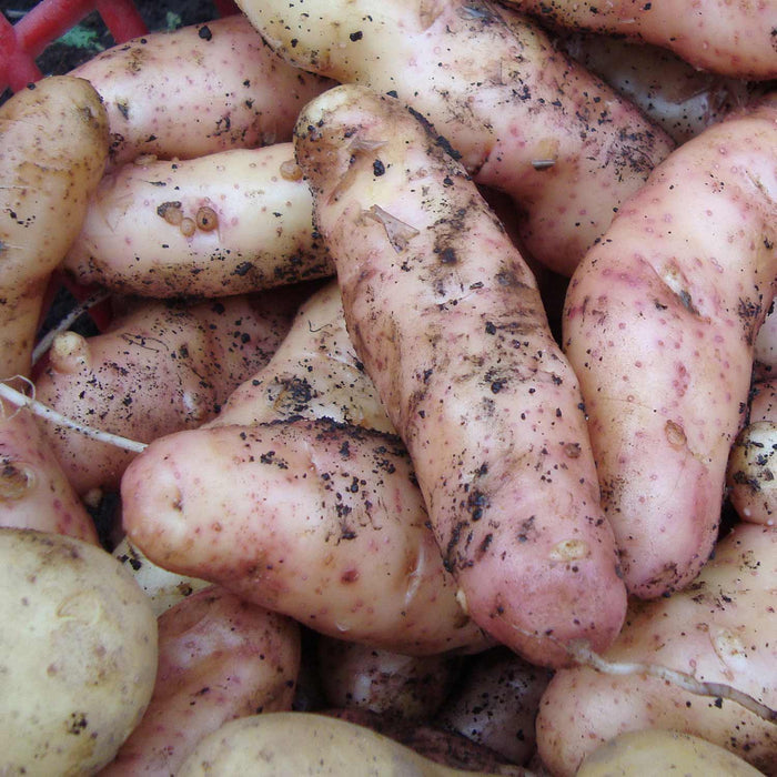 Seed Potato 'Pink Fir Apple'