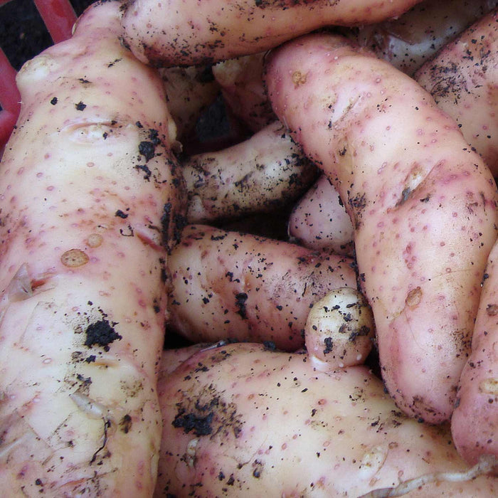 Seed Potato 'Pink Fir Apple'