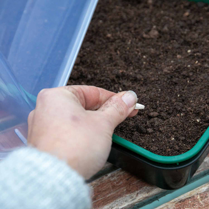 Seed Propagator Kit Medium