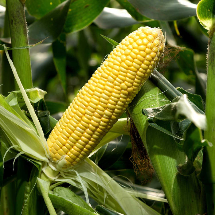 Sweetcorn Seeds 'Strong Star' F1