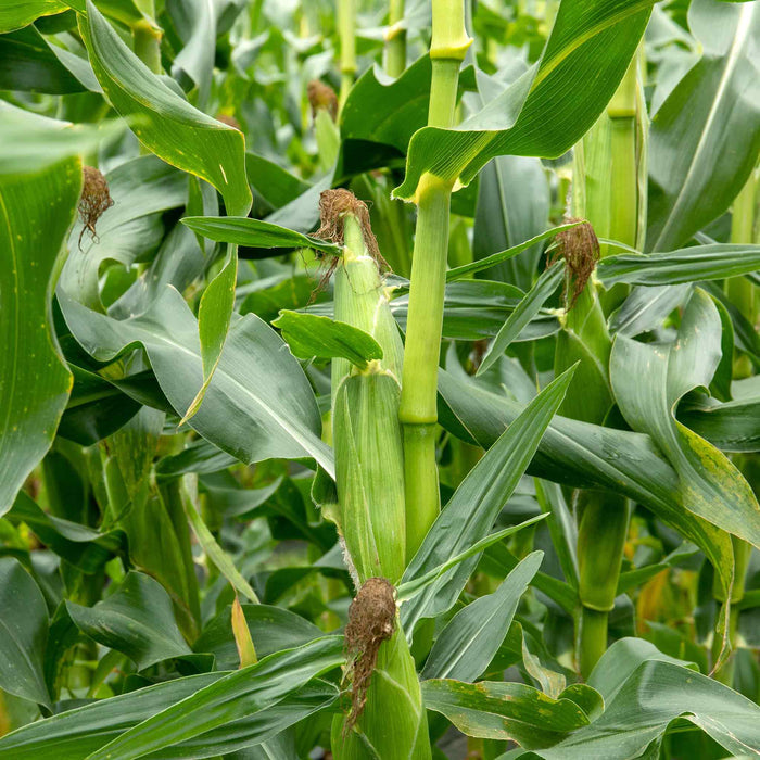 Sweetcorn Seeds 'Strong Star' F1