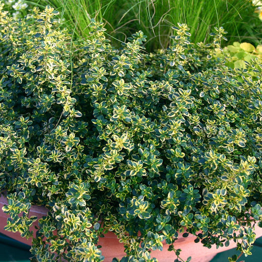 Thyme 'Lemon Variegated Thymus Citridorus Aureus'