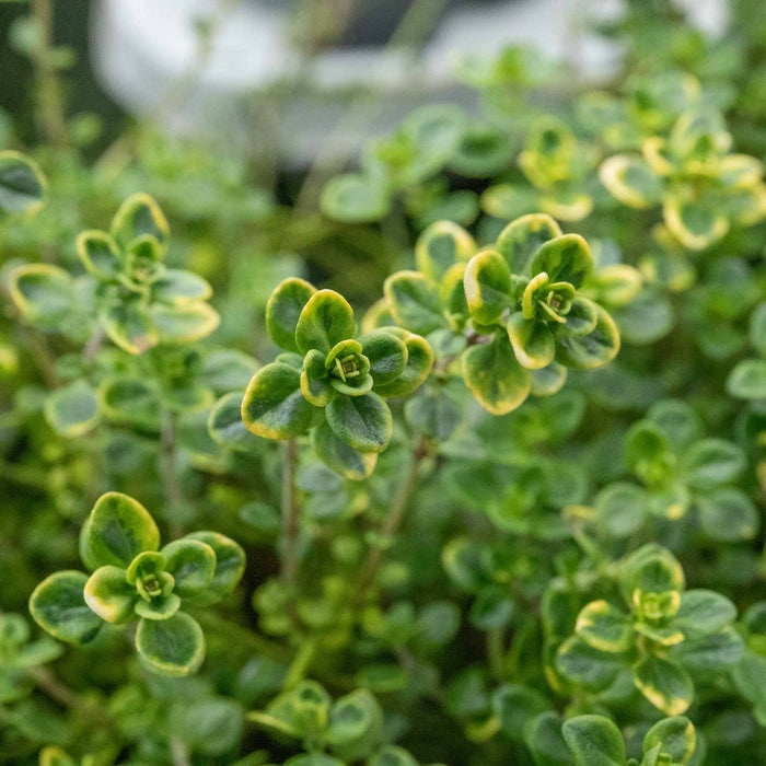 Thyme 'Lemon Variegated Thymus Citridorus Aureus'