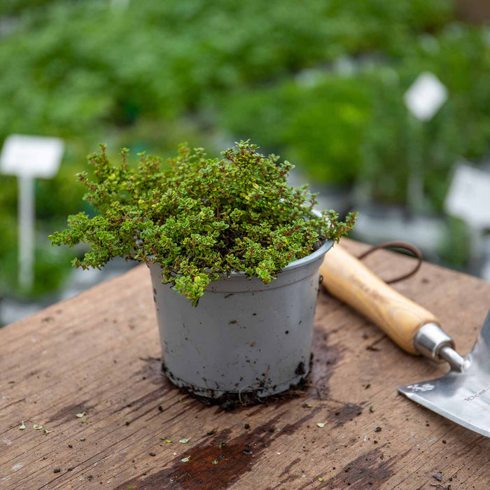 Thyme 'Lemon Variegated Thymus Citridorus Aureus'