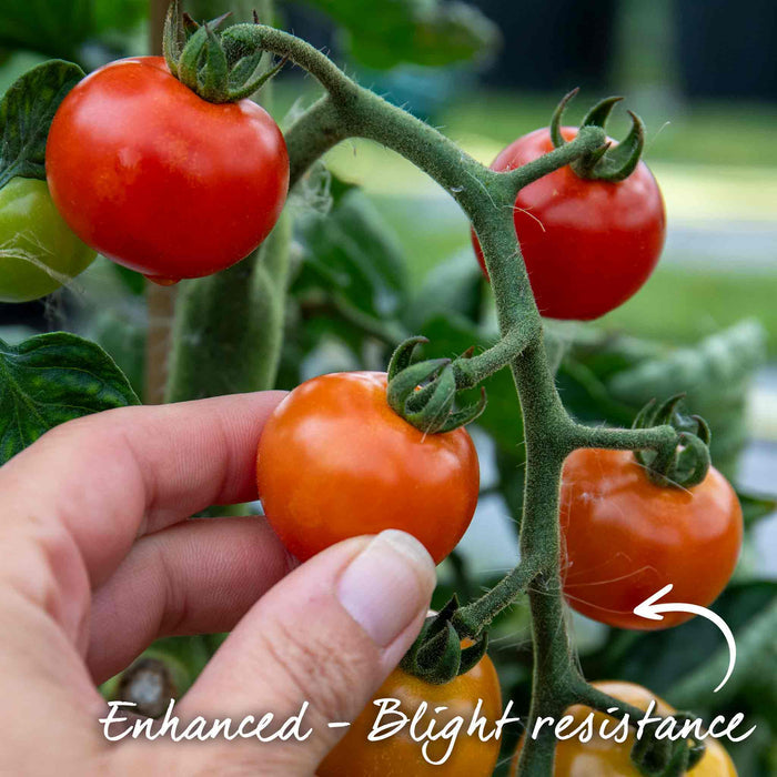 Tomato Seeds 'Consuelo'
