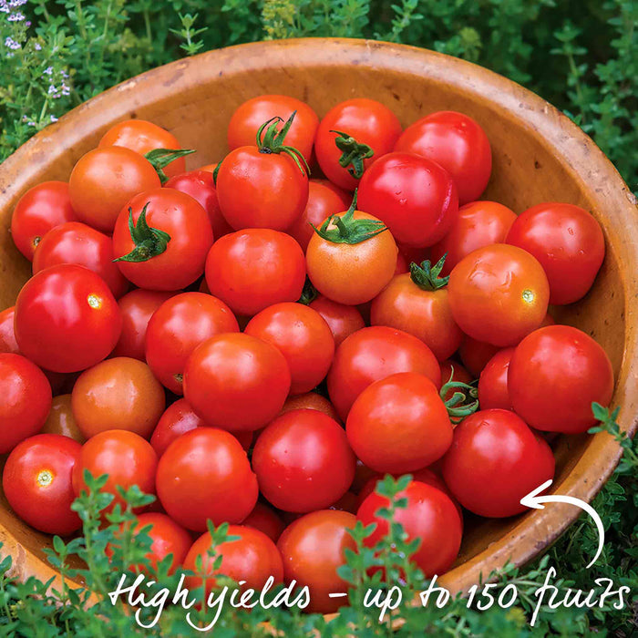 Tomato Seeds 'Consuelo'