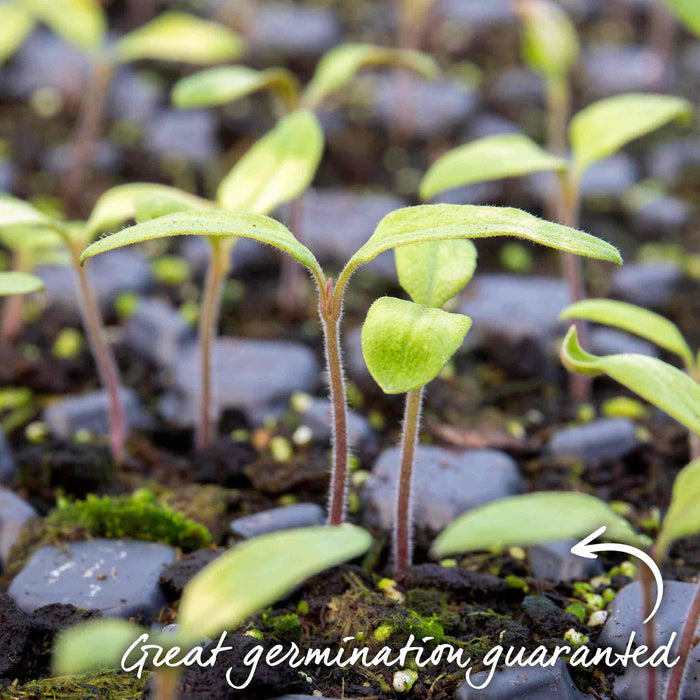 Tomato Seeds 'Consuelo'