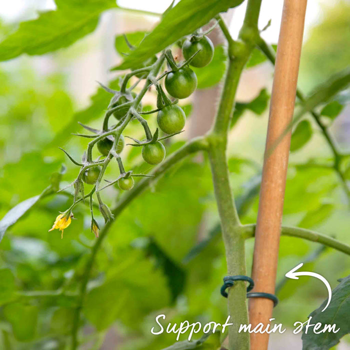 Tomato Seeds 'Super Mama'