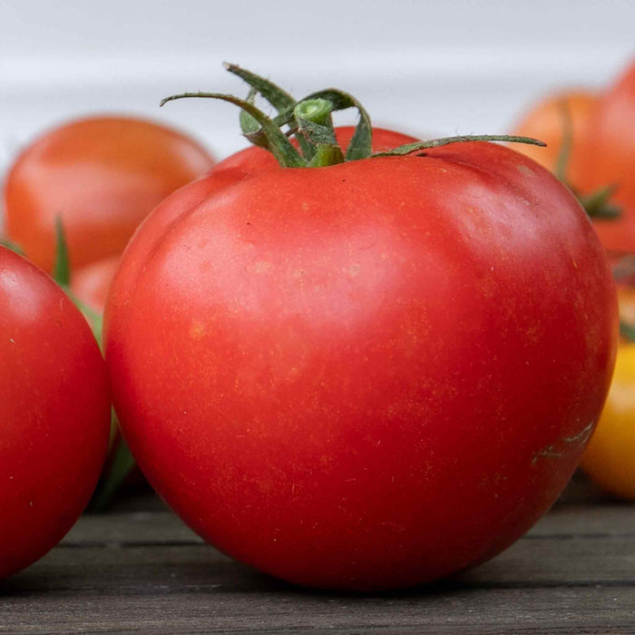 Tomato Seeds 'Supersteak'