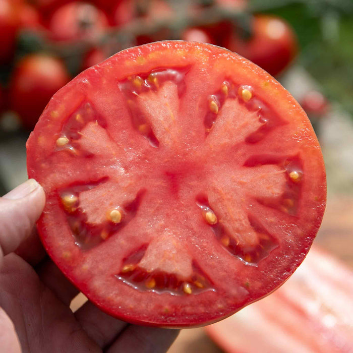 Tomato Seeds 'Supersteak'