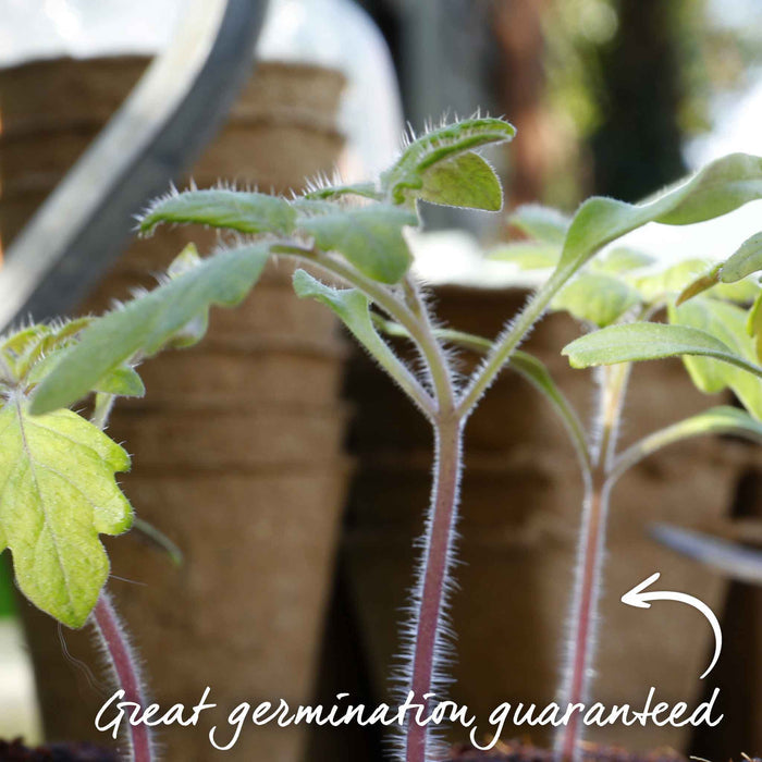 Tomato Seeds 'Supersteak'