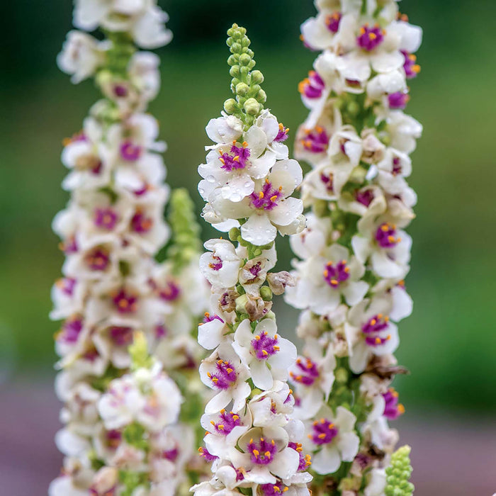 Unwins Verbascum Seeds 'Snowy Spires'