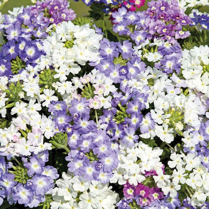 Verbena Seeds 'Scentsation Mix'