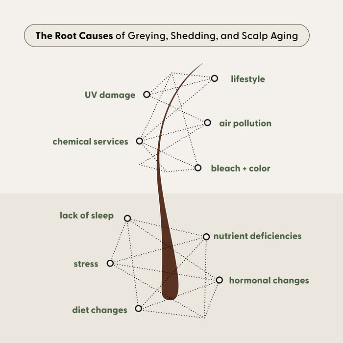 Diagram of a hair strand highlighting root causes of greying, shedding, and scalp aging—such as stress, lack of sleep, UV damage, chemical services, diet changes, and environmental factors—that can impact overall hair health. Discover how using the Arey Wash Shampoo Refill can help address these issues to delay greys and maintain vibrant hair for longer.